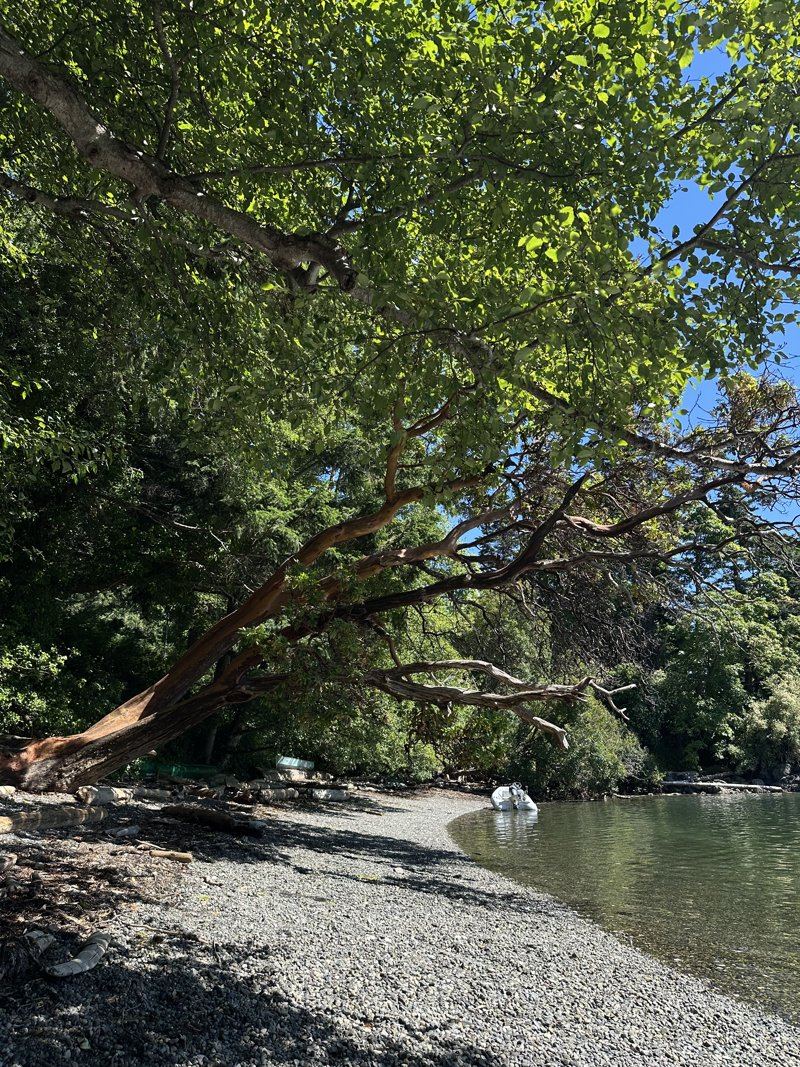 Arbutus trees over a pebble beach